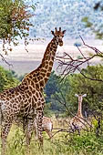 Pilanesberg National Park - Giraffe